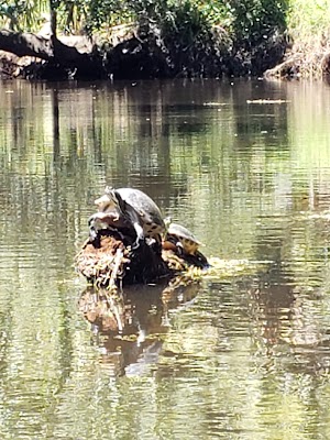 Turkey Creek Sanctuary - photo 18