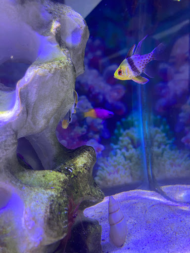 Pet Supply Store «Petco Animal Supplies», reviews and photos, 4491 Kirkwood Hwy, Wilmington, DE 19808, USA