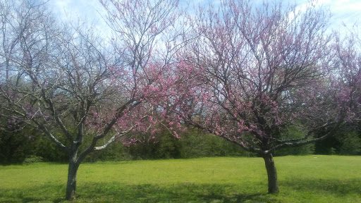 Dog Park «Murfreesboro Bark Park», reviews and photos, 1540 W College St, Murfreesboro, TN 37130, USA