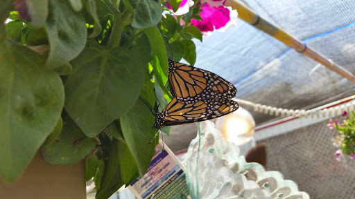 Fairground «Conservatory at the Sussex County Fairgrounds», reviews and photos, 37 Plains Rd, Augusta, NJ 07822, USA