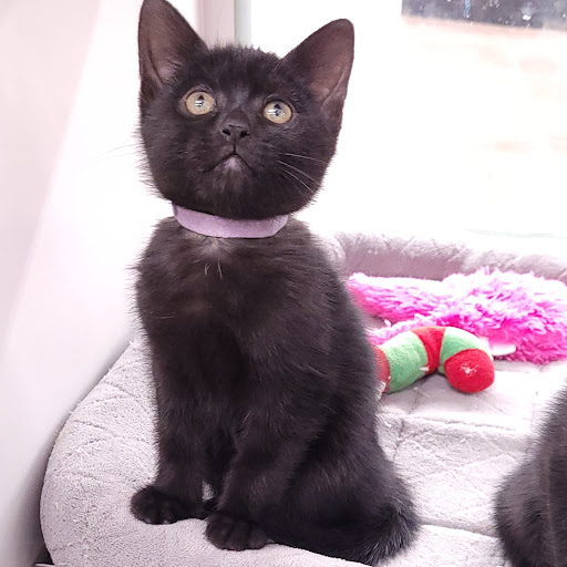 Pet Store «PV Pets», reviews and photos, 233 S Broadway, Pennsville, NJ 08070, USA