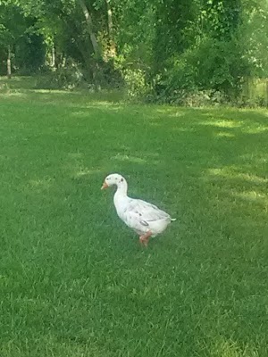 Kellogg Lake Park - photo 41