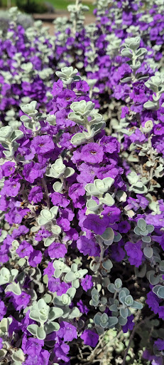 Golf Club «McCormick Ranch Golf Club», reviews and photos, 7505 E McCormick Pkwy, Scottsdale, AZ 85258, USA