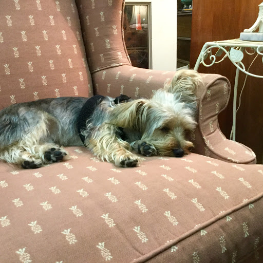 Pet Store «Pets Around the World», reviews and photos, 3260 W New Haven Ave B, West Melbourne, FL 32904, USA