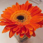 Photo n°1 de l'avis de Pino.i fait le 29/01/2022 à 12:38 sur le  STARPOPS - l’osteria di Casa Sgarra à Trani