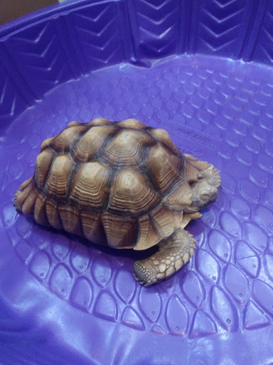 Pet Store «Forest Lake Pets», reviews and photos, 120 Lake St N, Forest Lake, MN 55025, USA