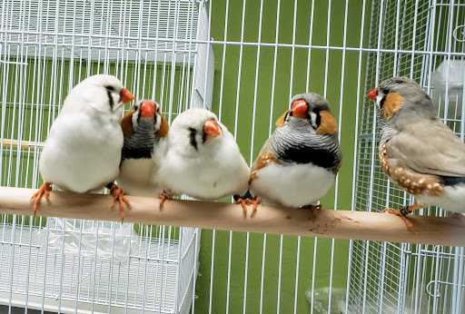 Pet Store «Louis Birds Pets & Supplies», reviews and photos, 80 Keyes St, San Jose, CA 95122, USA