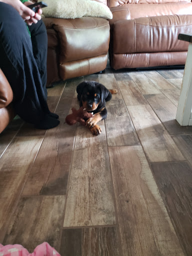 Pet Store «Petland», reviews and photos, 10289 Ulmerton Rd, Largo, FL 33771, USA