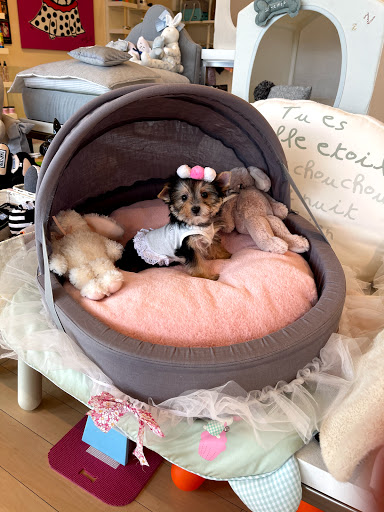 Pet Supply Store «Woof Woof Puppies & Boutique», reviews and photos, 29555 Northwestern Hwy, Southfield, MI 48034, USA