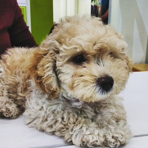 Petco image