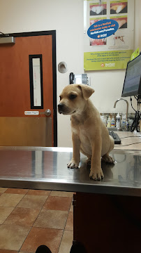 PetSmart - Photo 9 - Car repair in Kensington, MD, Washington