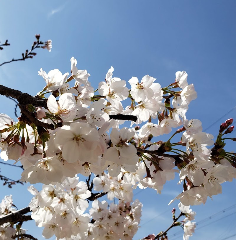 桜づつみ枇杷庄緑地