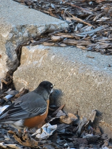 Home Improvement Store «The Home Depot», reviews and photos, 4060 95th St, Oak Lawn, IL 60453, USA