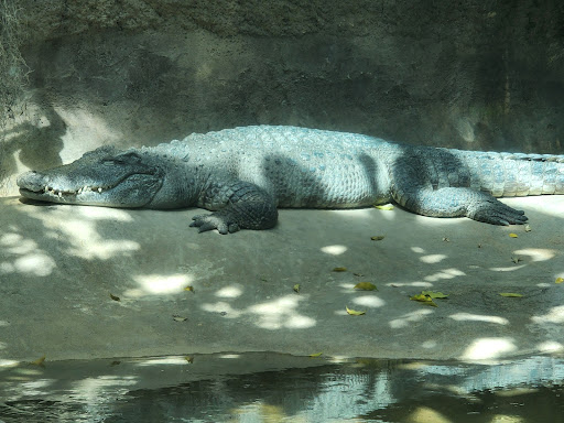 Museum «Tropical Discovery», reviews and photos, 2900 E 23rd Ave, Denver, CO 80205, USA