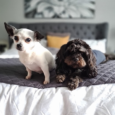 The Fig Tree Kennels and Cattery