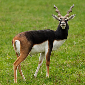 Gaura Tour And Travels photo