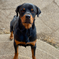 Everyday Doggies - Photo 8 - Car repair in , Queens
