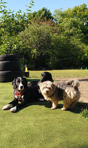 The Dogs Squad CIC - Dog trainer