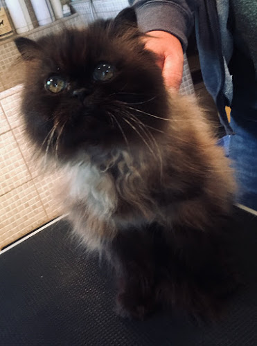 Roxy Kisállat Kozmetika