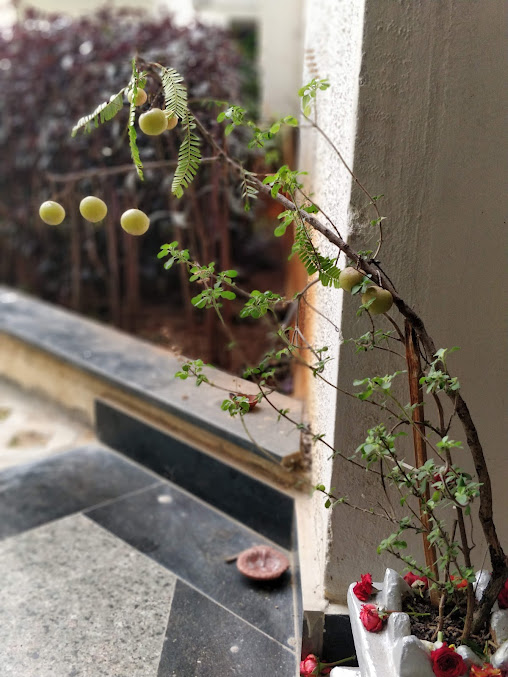 Google Maps image 15