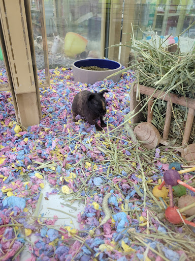 Pet Supply Store «Pet Supermarket», reviews and photos, 4690 W Irlo Bronson Memorial Hwy, Kissimmee, FL 34746, USA