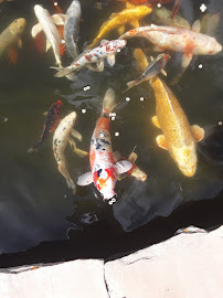 Crystalponds - Photo 7 - Car repair in , Colorado Springs