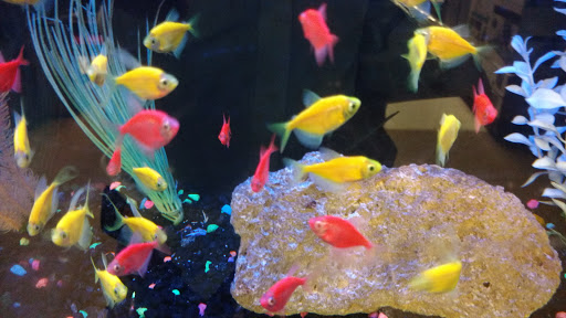 Pet Supply Store «Petco Animal Supplies», reviews and photos, 13127 N Dale Mabry Hwy, Tampa, FL 33618, USA