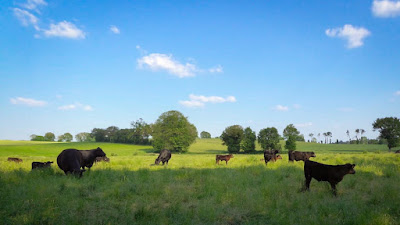 Joly Angus à Saint-Nicolas-du-Tertre