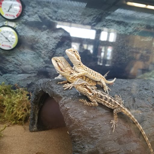 Pet Supply Store «Petco Animal Supplies», reviews and photos, 226 Thornton Drive, Dickson, TN 37055, USA