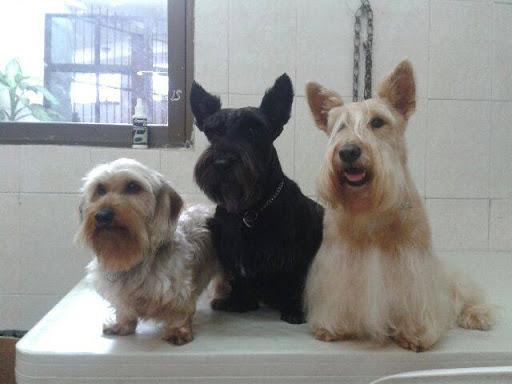 CANINO SPA