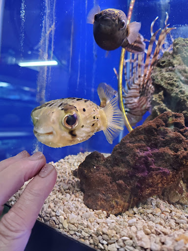 Tropical Fish Store «Emmons Tropical Fish & Ponds», reviews and photos, 1612 Hopmeadow St, Simsbury, CT 06070, USA