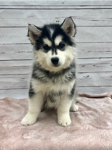 Pet Store «Happiness Is Pets Vi», reviews and photos, 616 E Roosevelt Rd, Lombard, IL 60148, USA