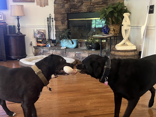 Best Friends Animal Hospital image