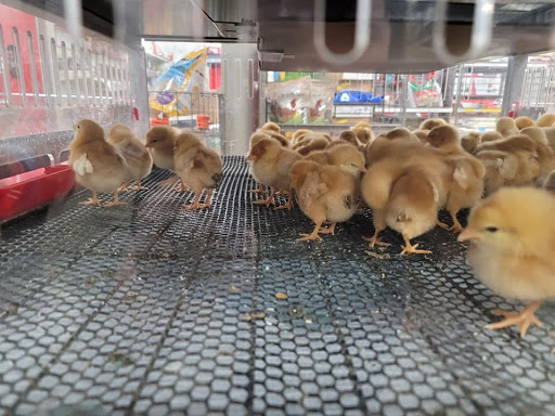 Home Improvement Store «Tractor Supply Co.», reviews and photos, 1111 Halstead Blvd, Elizabeth City, NC 27909, USA