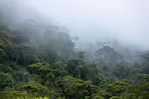 Amazon forest image