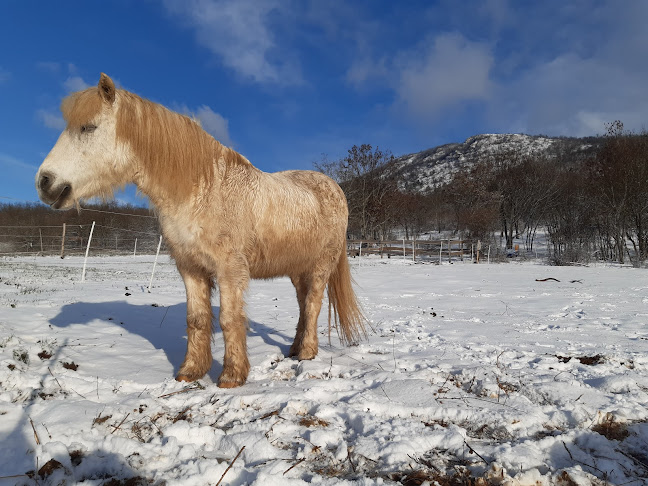 Bayarda lovas klub - Pilisborosjenő