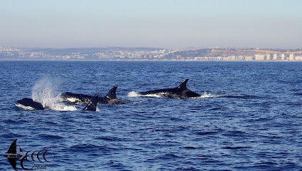 Lisbon Dolphins