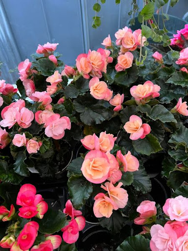 Florist «TG Designs», reviews and photos, 19231 Longmeadow Rd, Hagerstown, MD 21742, USA