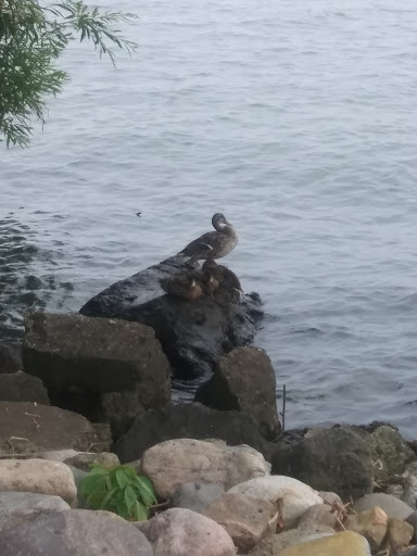 Park «Ruedisale Point Park», reviews and photos, 50400 Ruedisale St, New Baltimore, MI 48047, USA