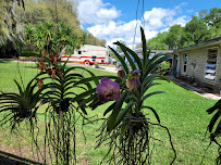 Goodwin Orchids - Photo 7 - Car repair in Leesburg, FL, Leesburg