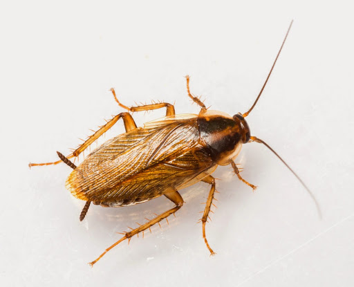 APC Pest Control
