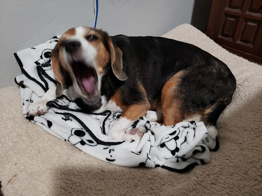 Pet Supply Store «Dinovite», reviews and photos, 101 Miller Dr, Crittenden, KY 41030, USA