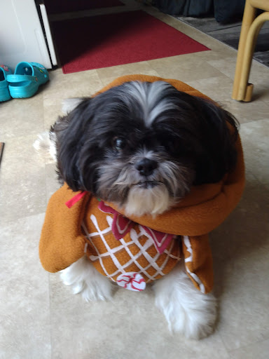 Pet Groomer «Petsense Conway», reviews and photos, 2803 Church St, Conway, SC 29526, USA