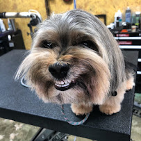 Indiana Bones and the Temple of Groom - Photo 2 - Car repair in Simi Valley, CA, Simi Valley