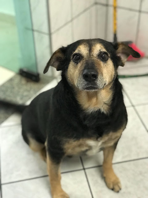 Clinica Veterinária VIVI - Vila Formosa - Zona Leste de São Paulo