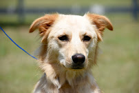 Romp N' Run Ranch - Photo 5 - Car repair in Leander, TX, Round Rock