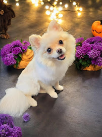 Steph's Bubbles & Bows Pet Grooming & Boutique - Photo 3 - Car repair in Forest, VA, Lynchburg
