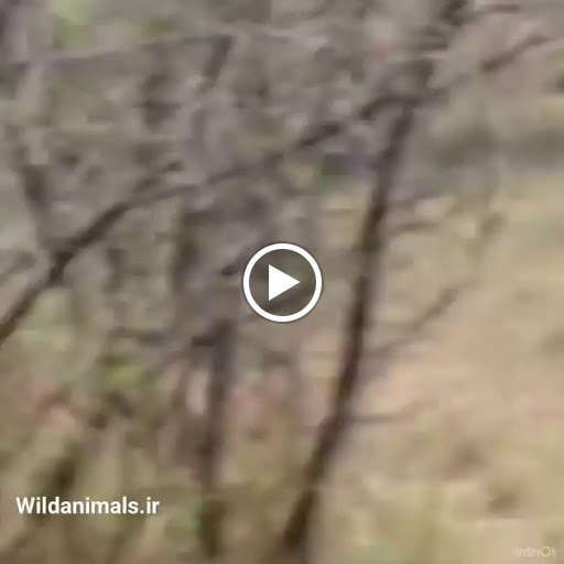 Grocery Store «Akshay Indian Grocery», reviews and photos, 2431 W Main St, Norristown, PA 19403, USA