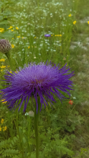 Park «Bear Creek Nature Park», reviews and photos, 1000 Bear Creek Rd, Lancaster, TX 75146, USA