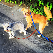 Doggie Bliss - Photo 8 - Car repair in Santa Monica, CA, Los Angeles